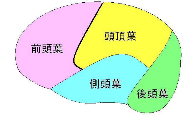 brain